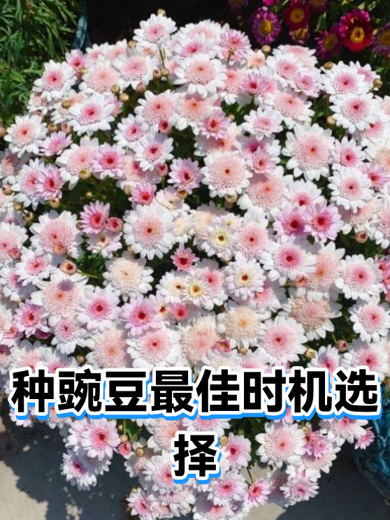 种豌豆最佳时机选择（图1）