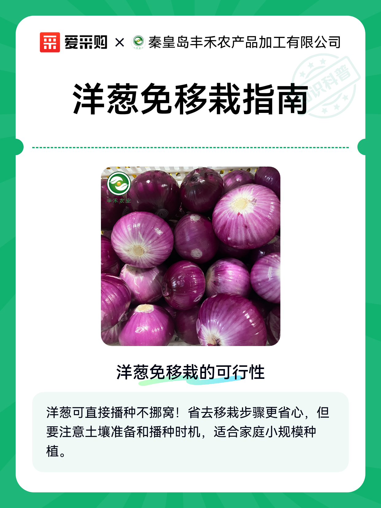 洋葱免移栽指南（图1）