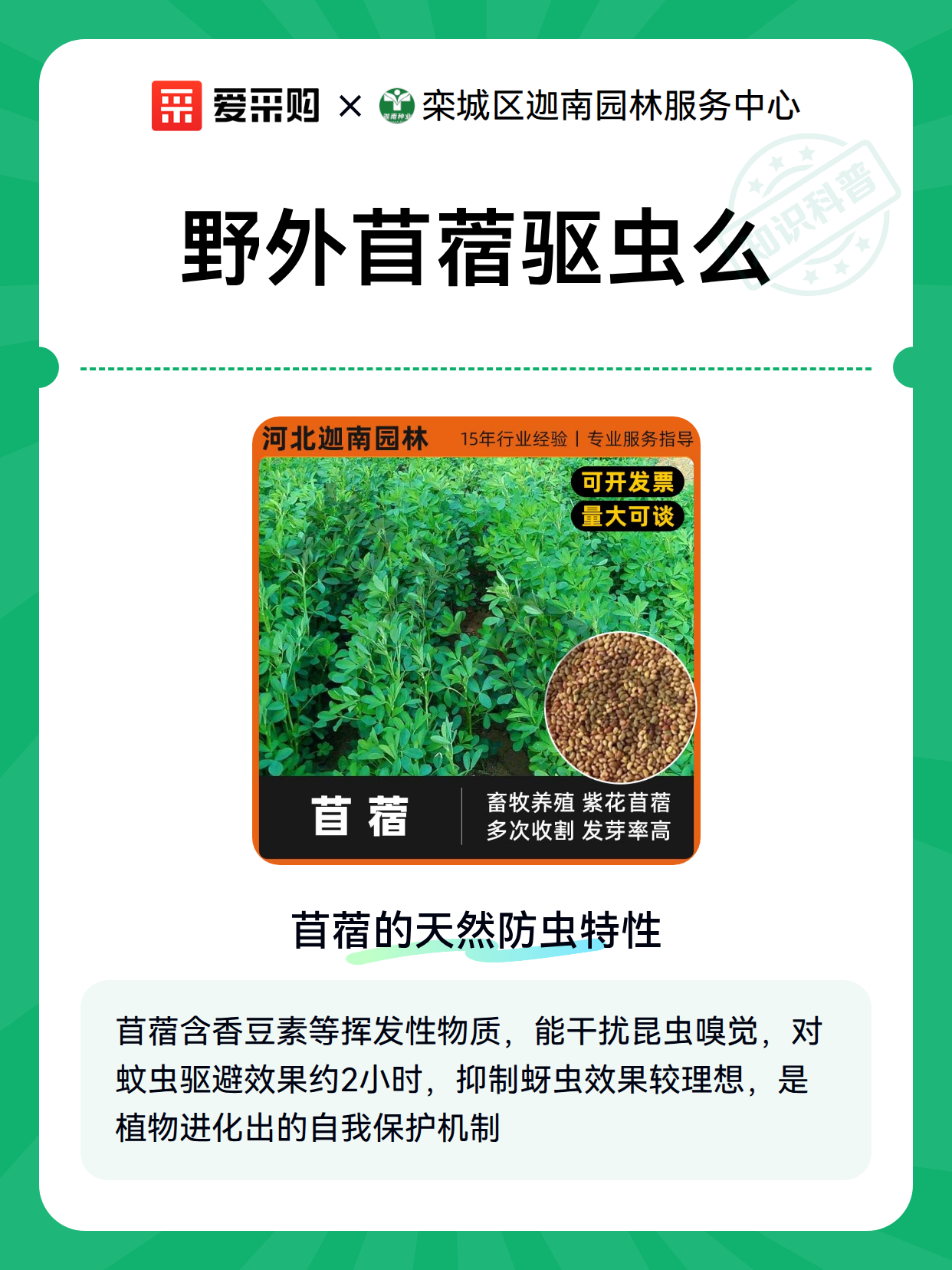 野外苜蓿驱虫么（图2）