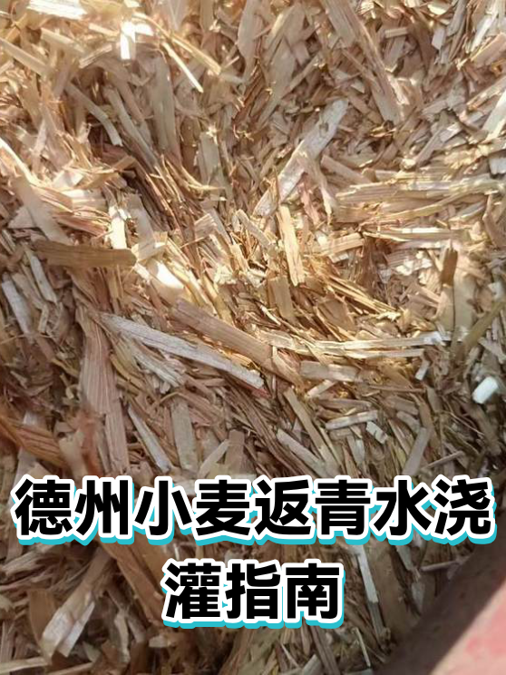 德州小麦返青水浇灌指南（图1）