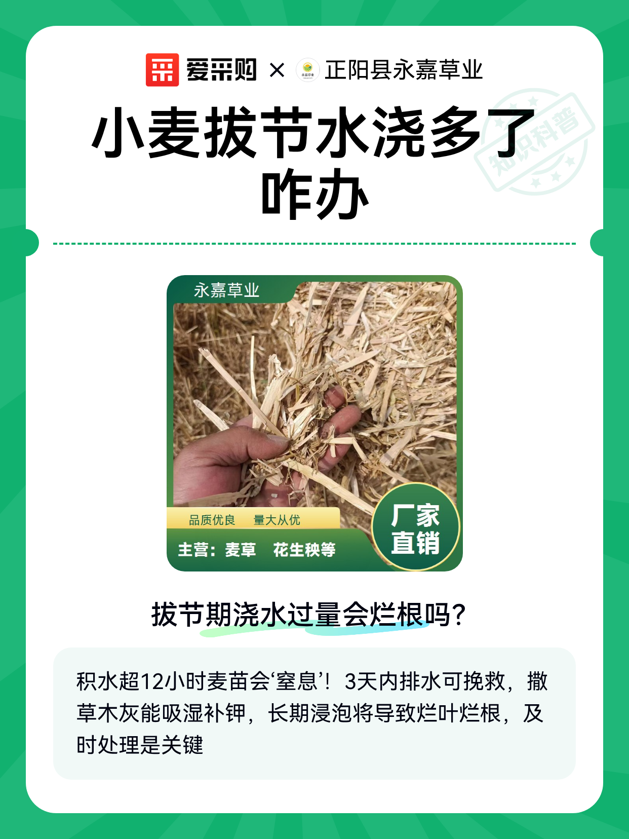 小麦拔节水浇多了咋办（图1）