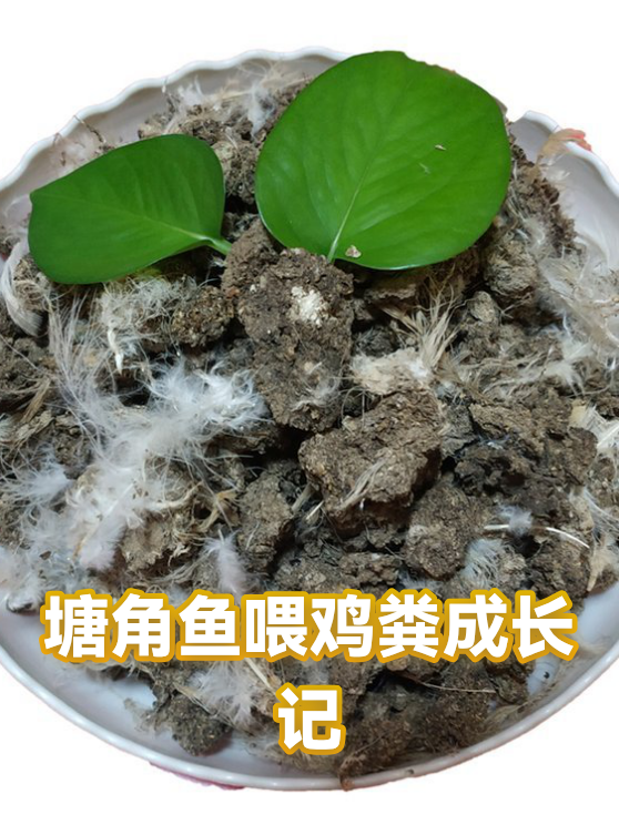 塘角鱼喂鸡粪成长记（图1）