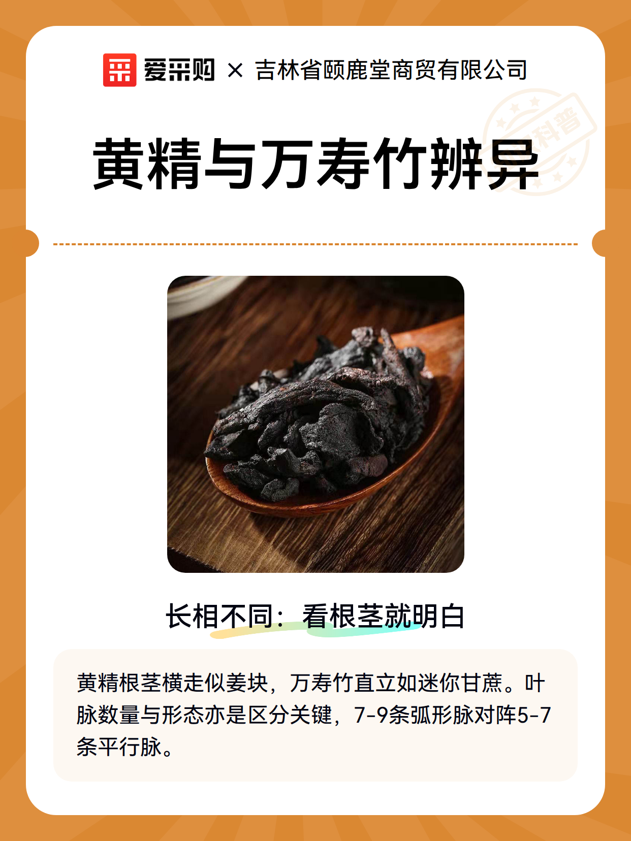 黄精与万寿竹辨异（图2）