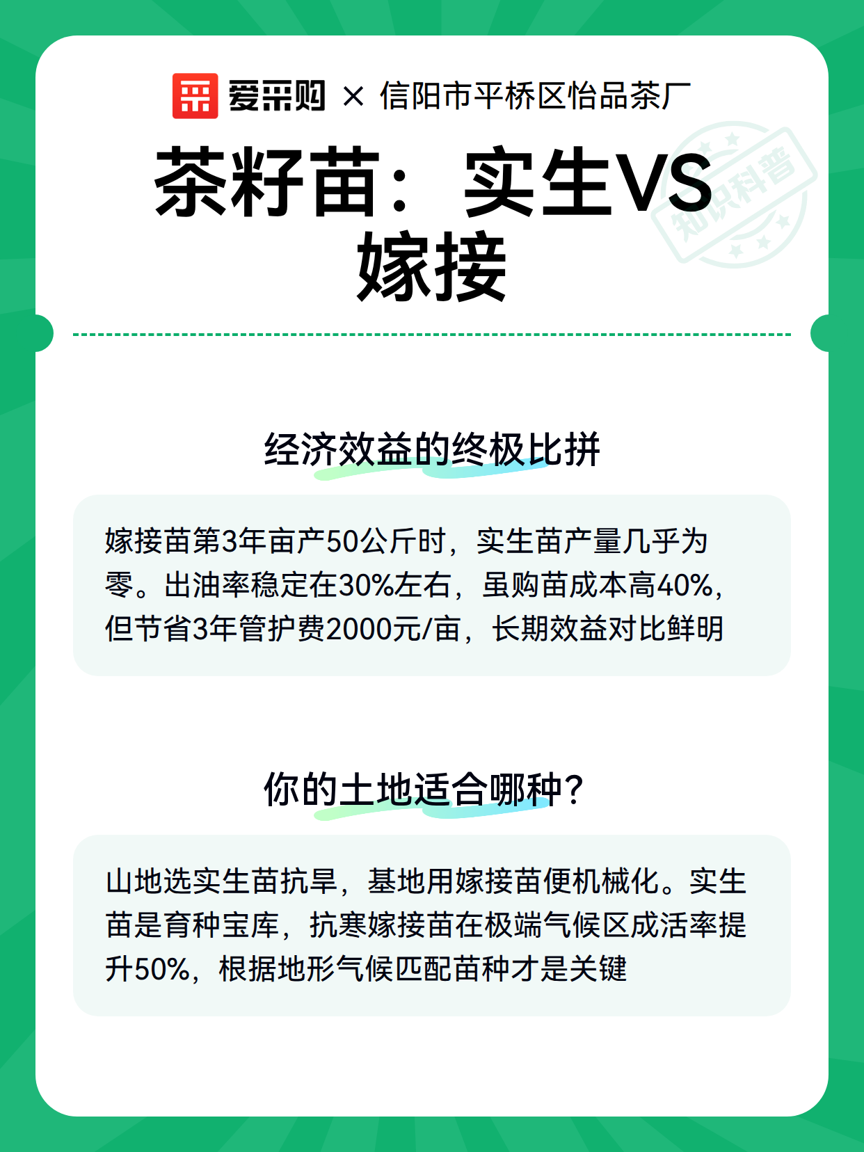 茶籽苗：实生VS嫁接（图3）