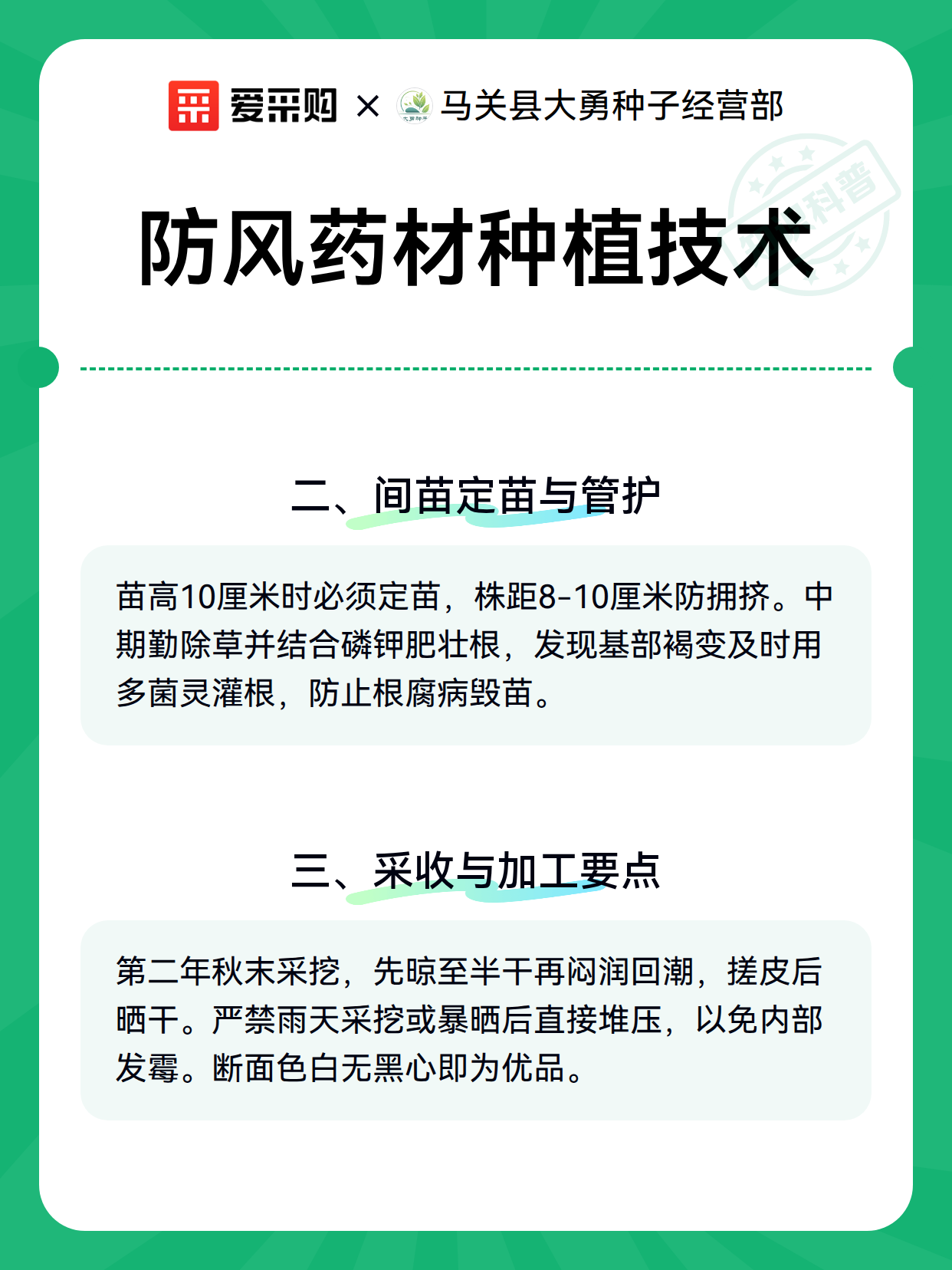 防风药材种植技术（图3）
