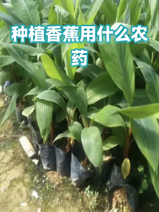 种植香蕉用什么农药（图1）