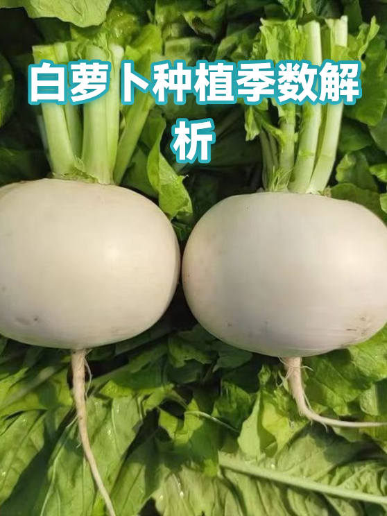 白萝卜种植季数解析（图1）