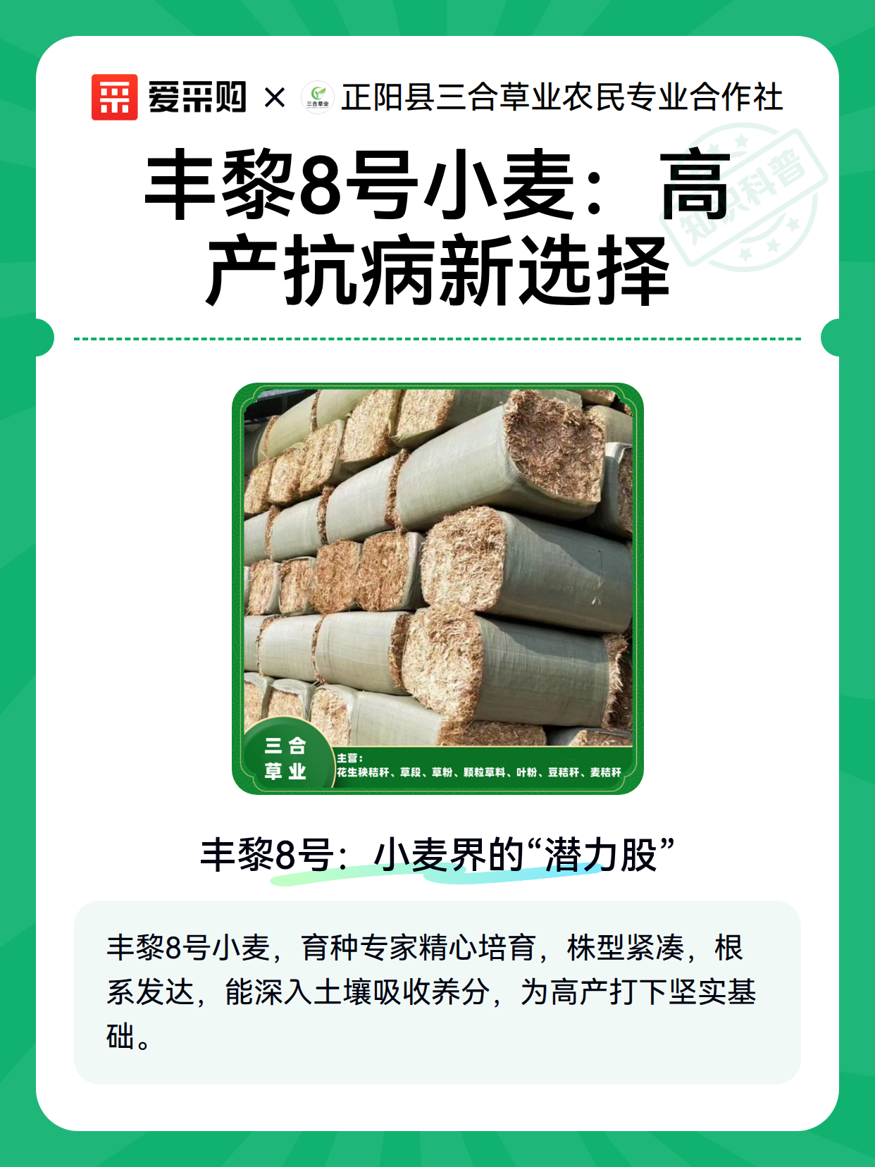 丰黎8号小麦：高产抗病新选择（图2）
