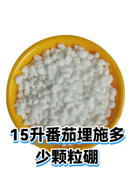 15升番茄埋施多少颗粒硼（图1）