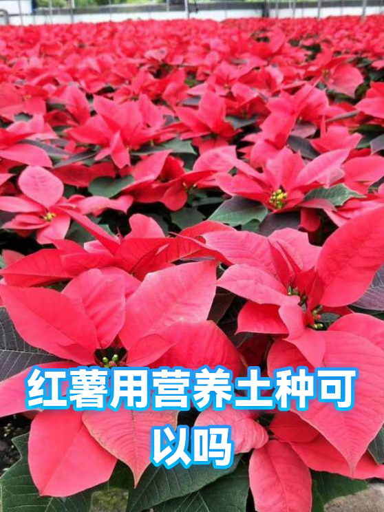 红薯用营养土种可以吗（图1）