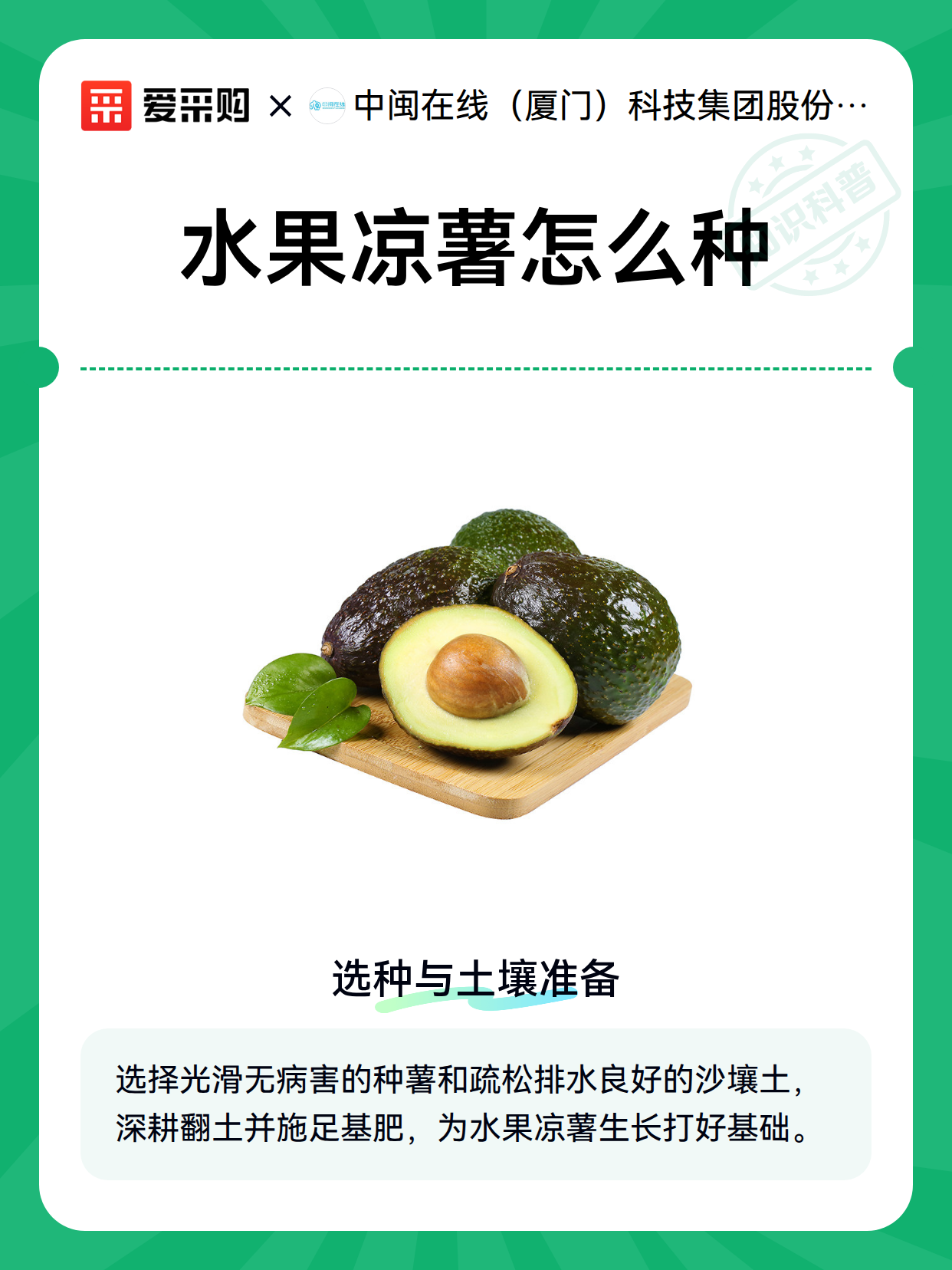 水果凉薯怎么种（图2）