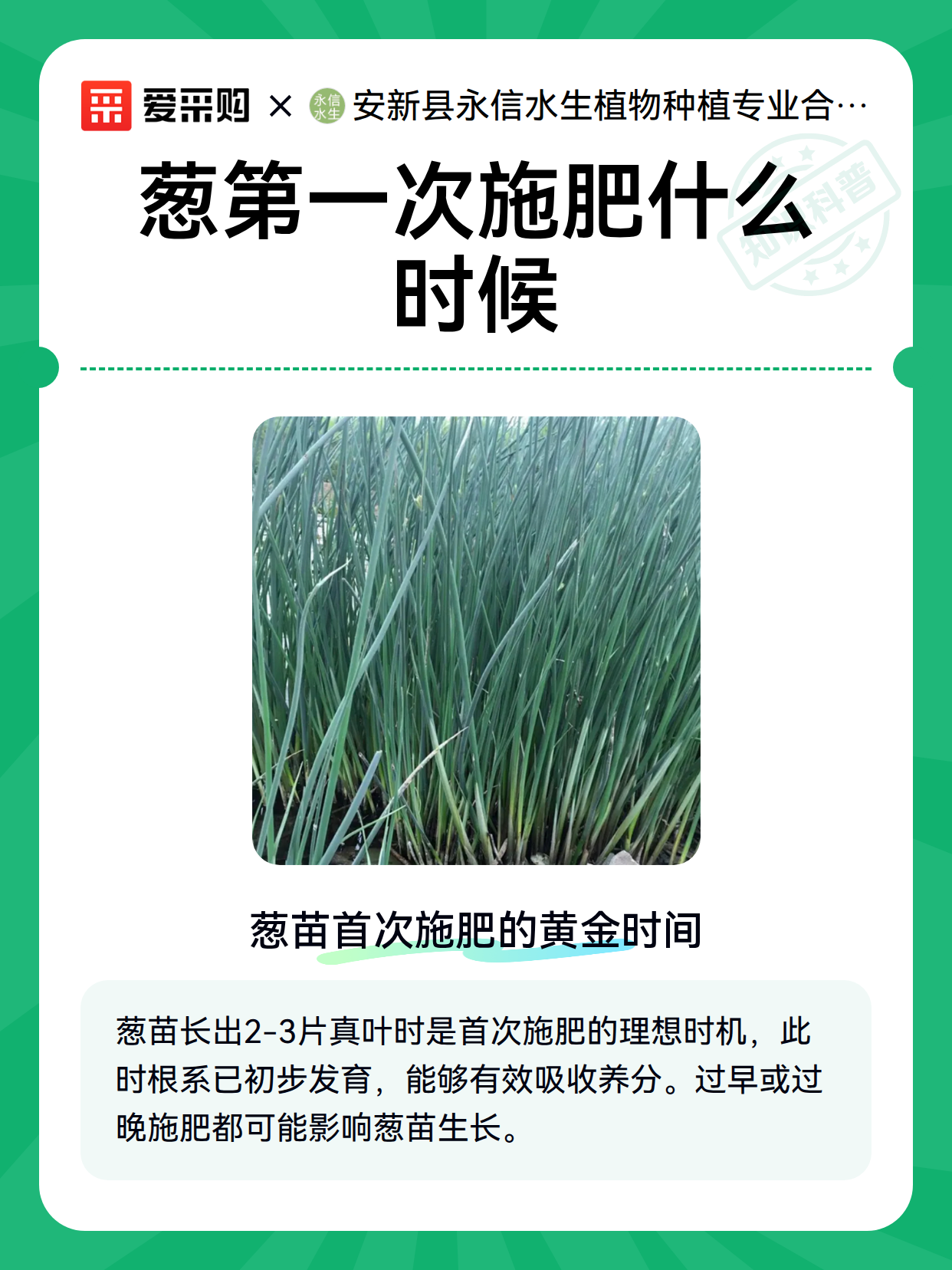 葱第一次施肥什么时候（图2）
