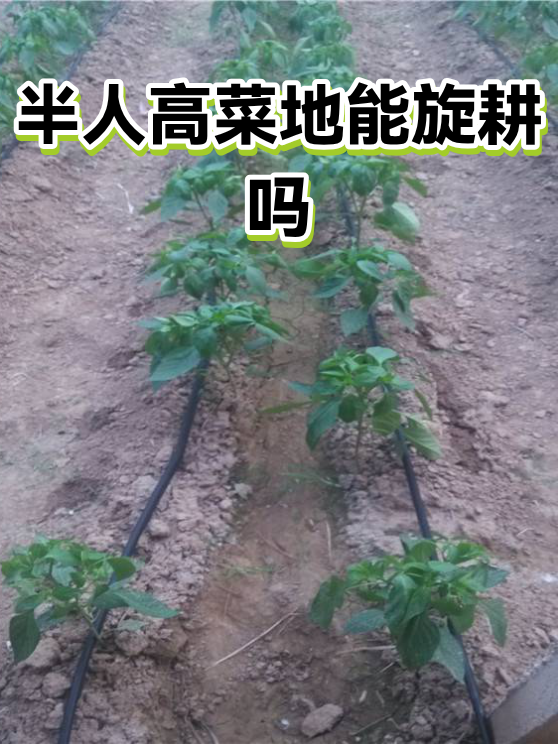 半人高菜地能旋耕吗（图1）