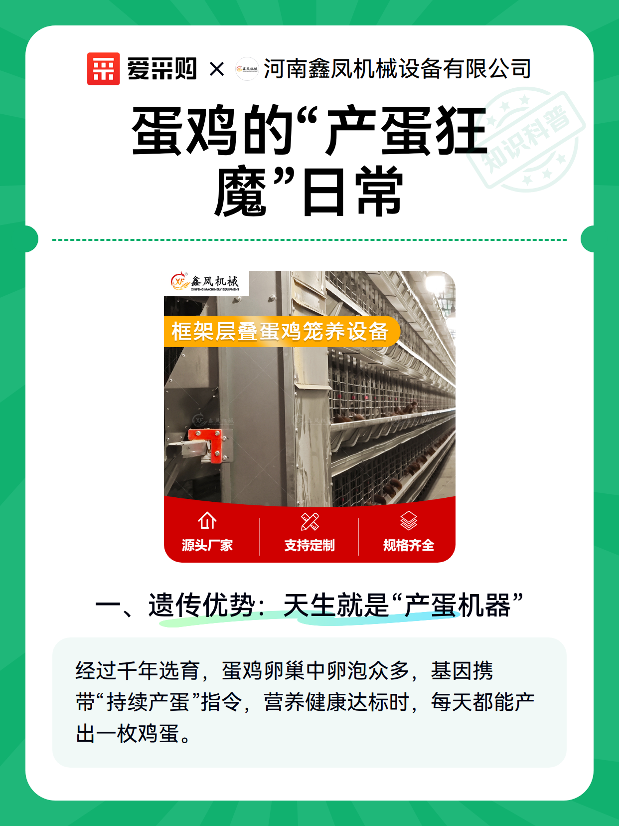 蛋鸡的“产蛋狂魔”日常（图1）
