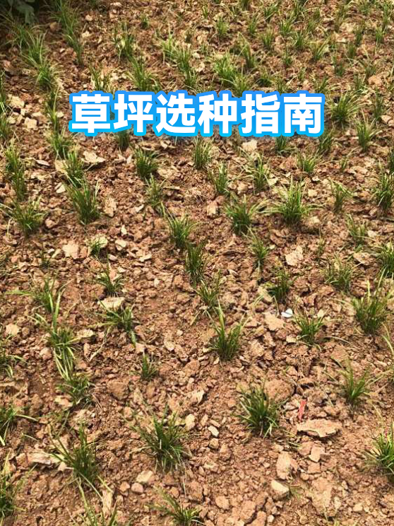 草坪选种指南（图1）
