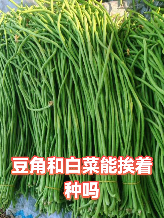 豆角和白菜能挨着种吗（图1）