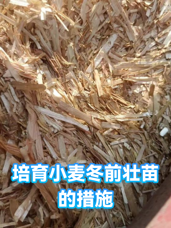 小麦冬前壮苗的播种参数与肥水规格控制（图1）
