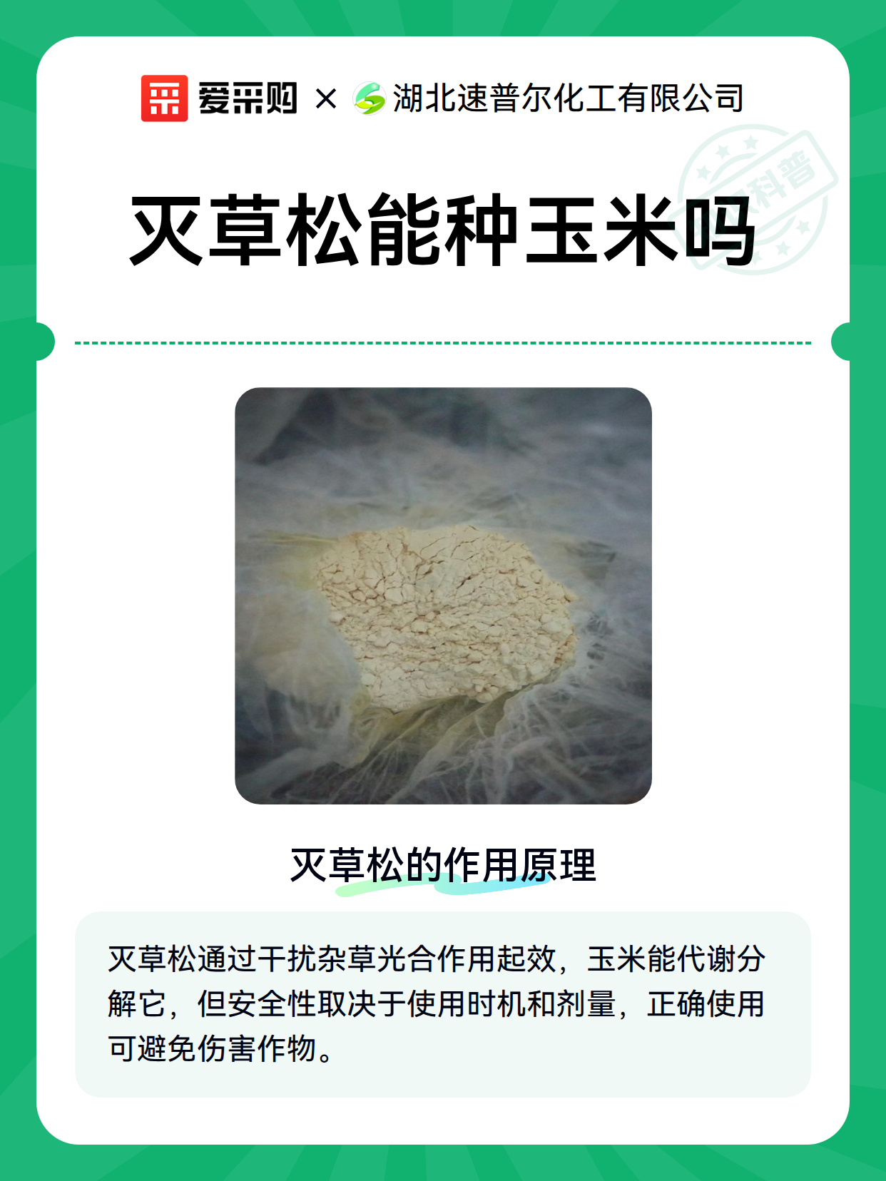 灭草松能种玉米吗（图2）
