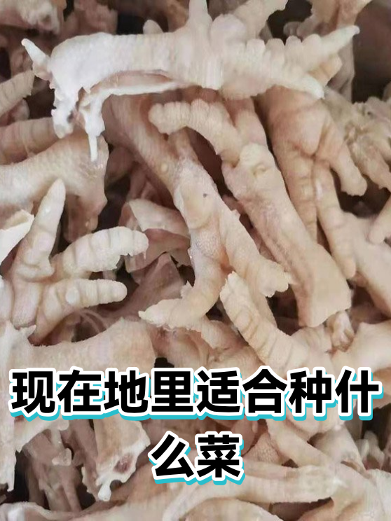 现在地里适合种什么菜（图1）