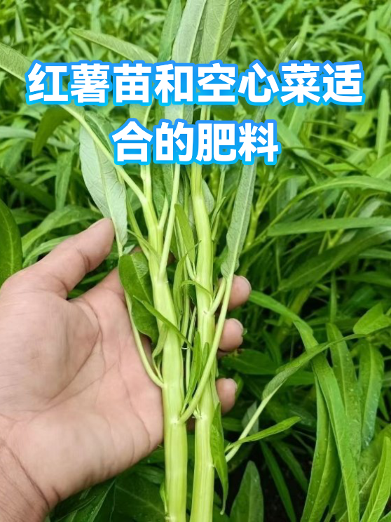 红薯苗和空心菜适合的肥料（图1）
