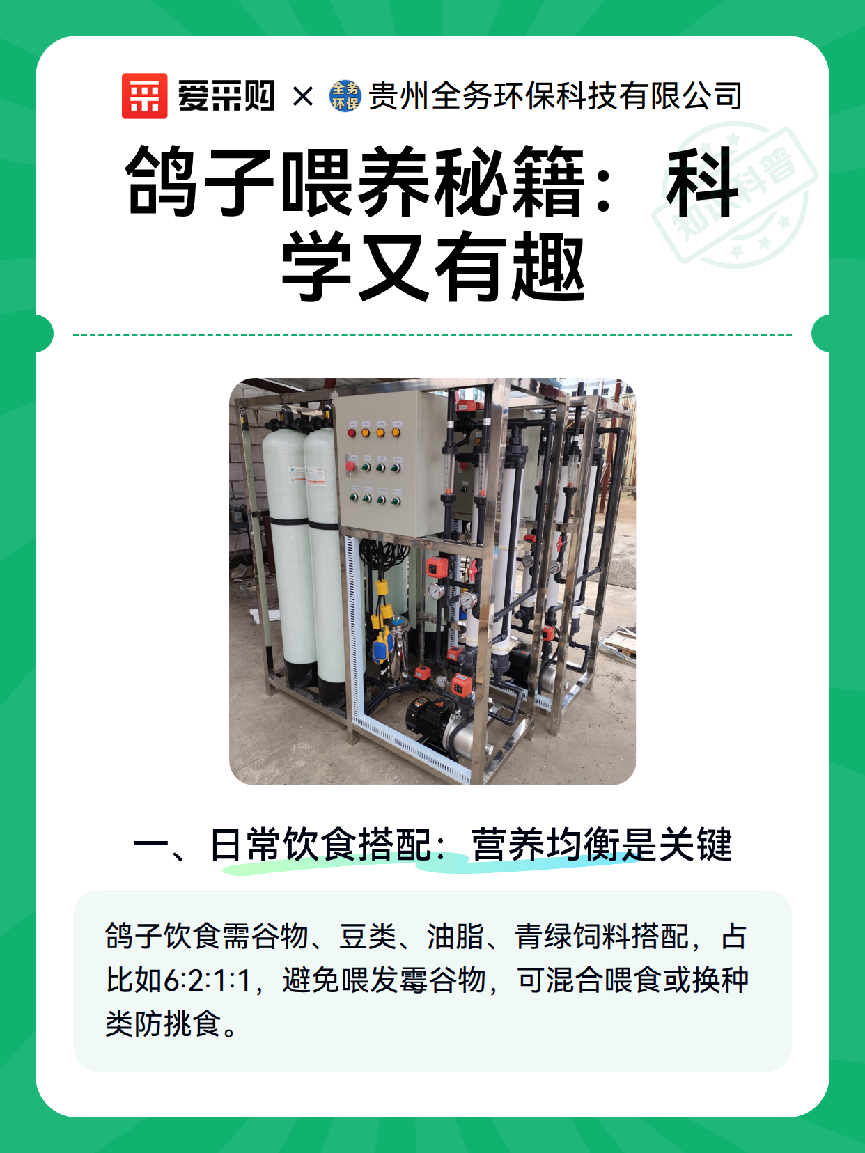 鸽子喂养秘籍：科学又有趣（图2）