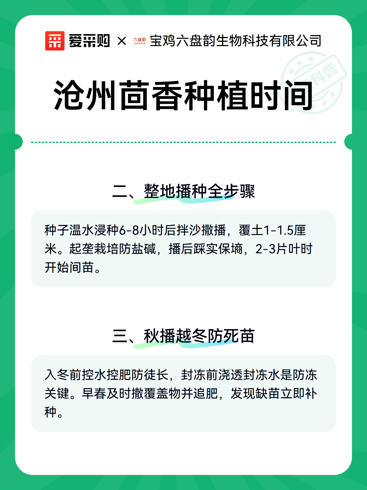 沧州茴香种植时间（图2）