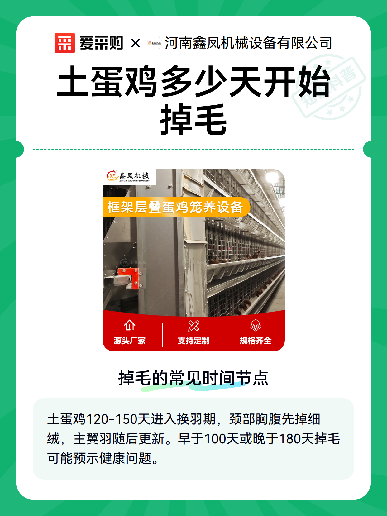 土蛋鸡多少天开始掉毛（图1）
