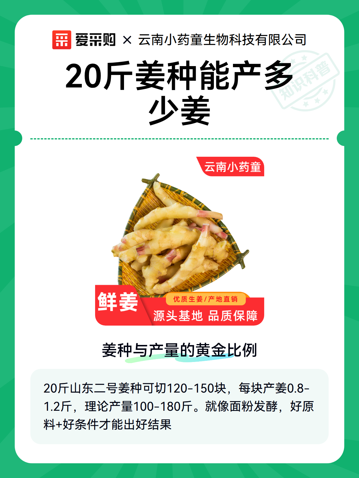 20斤姜种能产多少姜（图2）