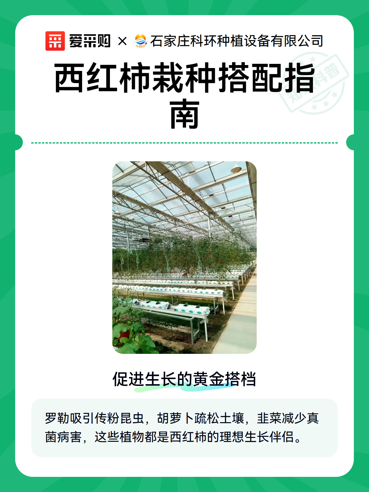 西红柿栽种搭配指南（图2）