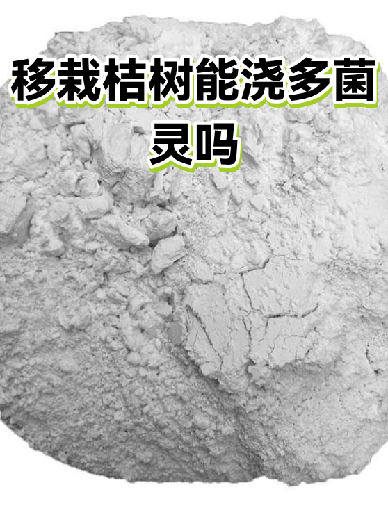 移栽桔树能浇多菌灵吗（图1）