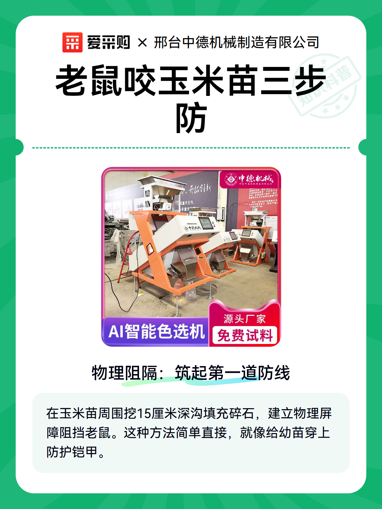 老鼠咬玉米苗三步防（图2）