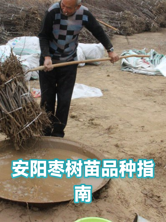 安阳枣树苗品种指南（图1）