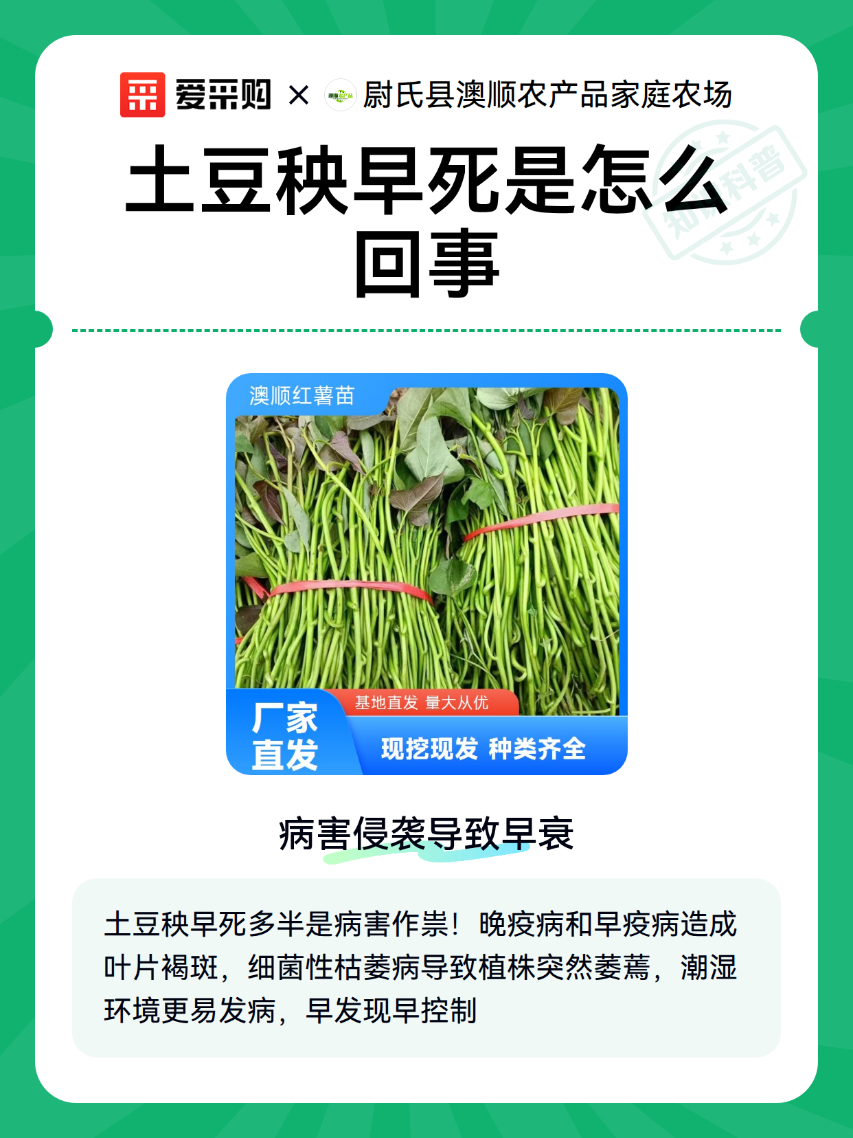 土豆秧早死是怎么回事（图1）