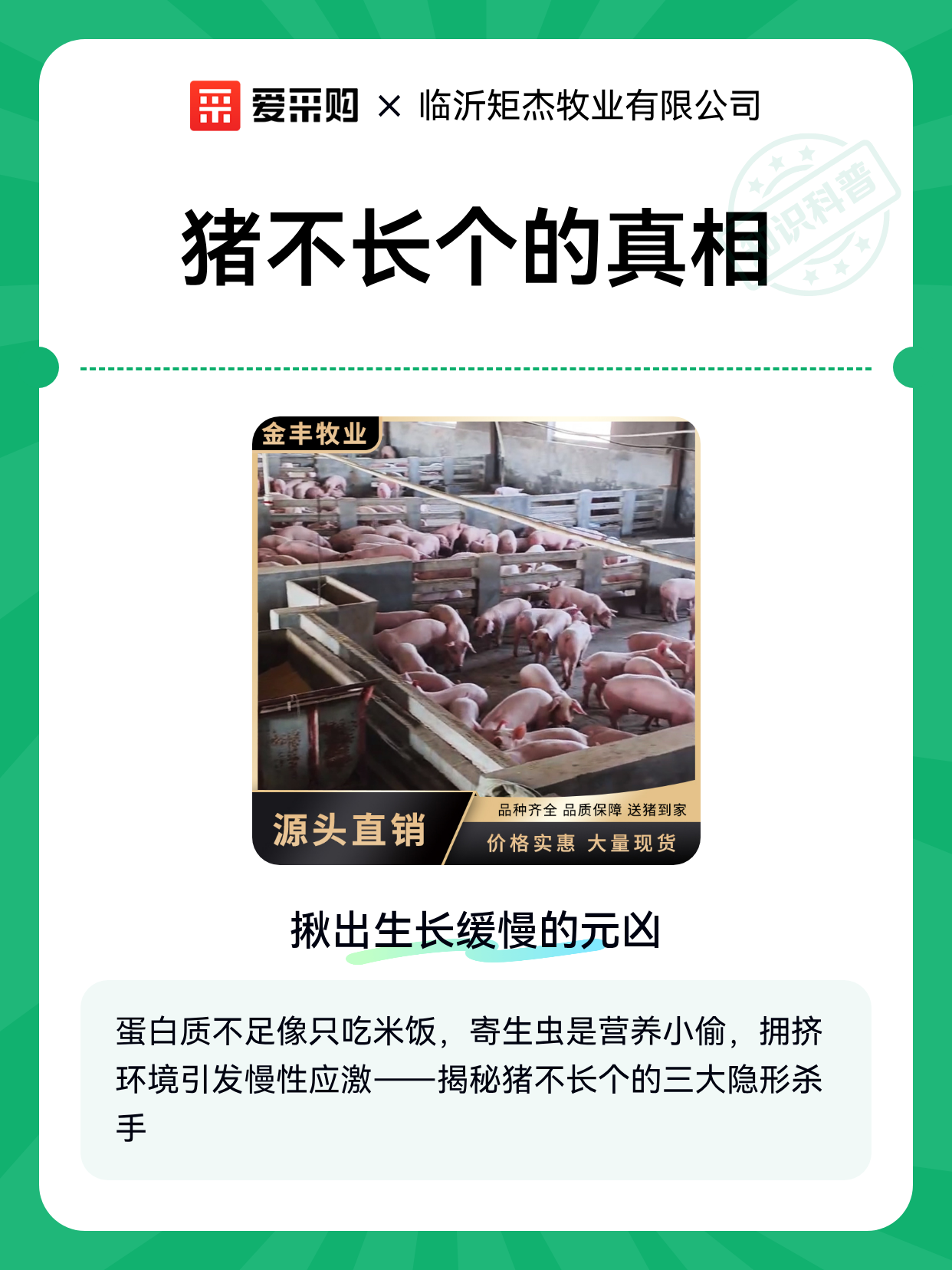 猪不长个的真相（图1）