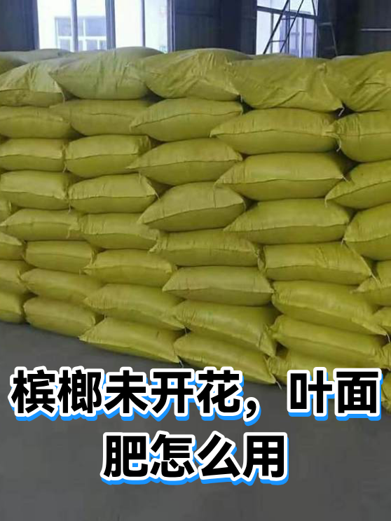 槟榔未开花，叶面肥怎么用（图1）