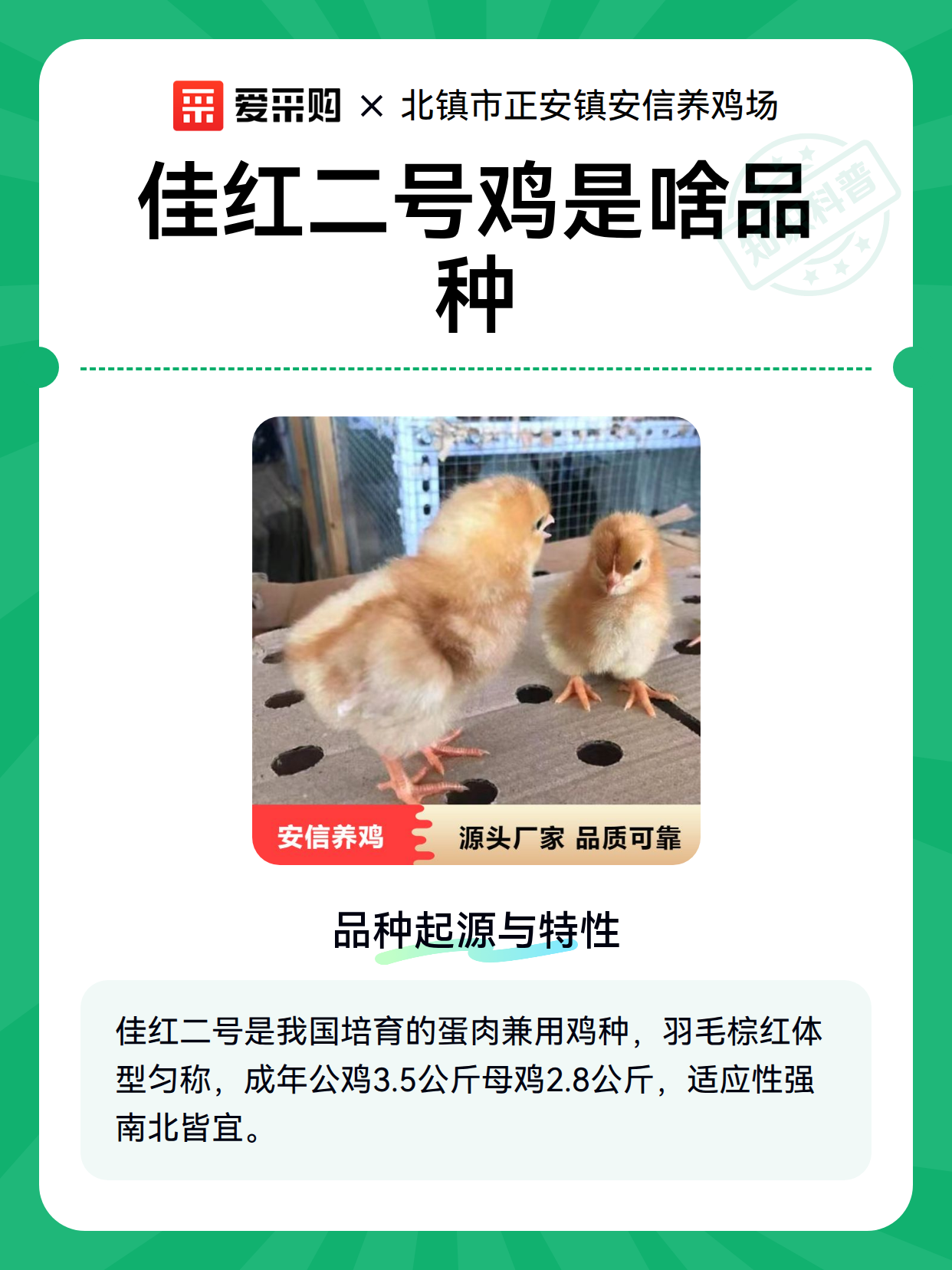 佳红二号鸡是啥品种（图2）
