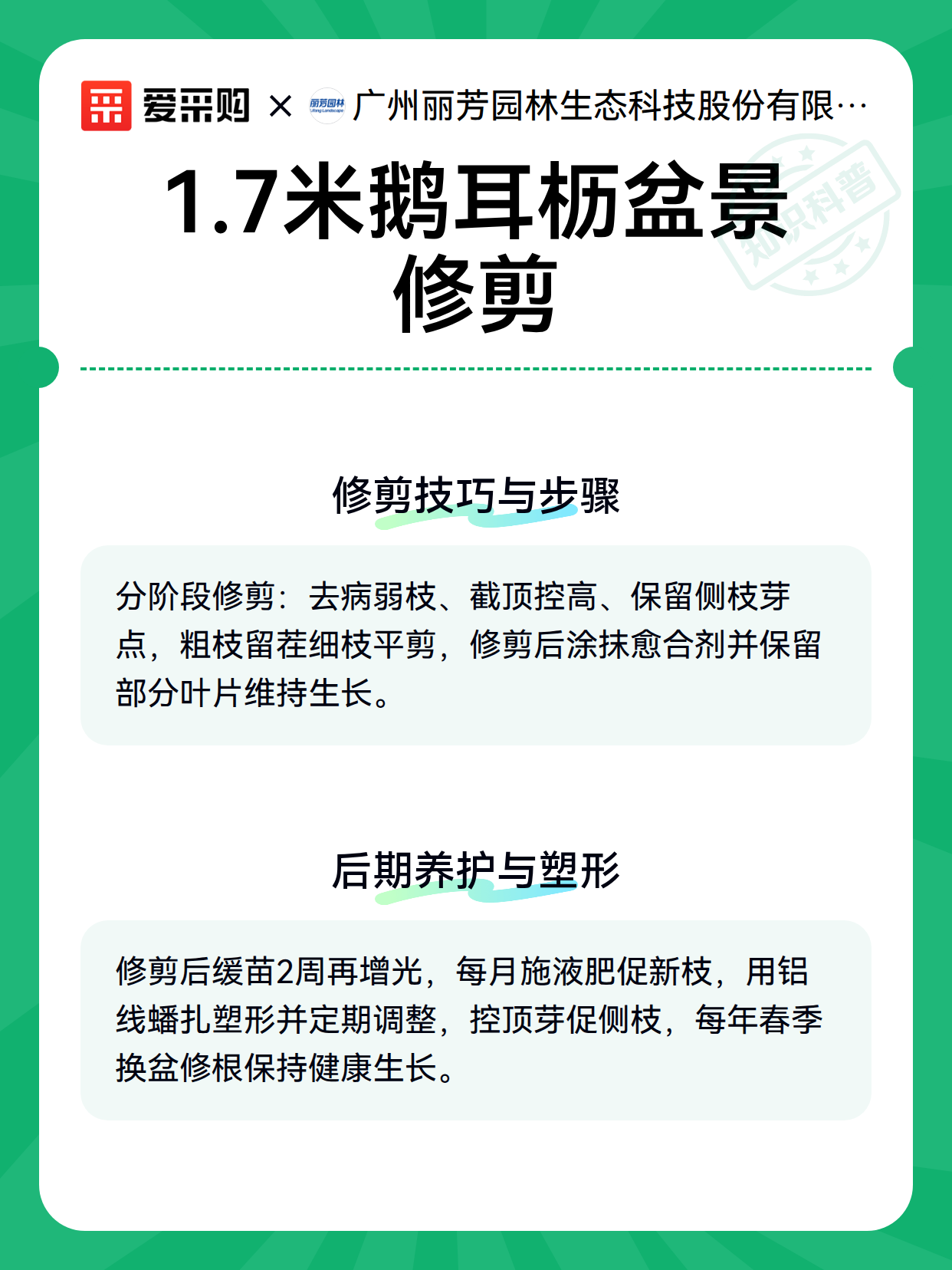 1.7米鹅耳枥盆景修剪（图3）