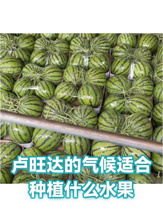 卢旺达的气候适合种植什么水果（图1）