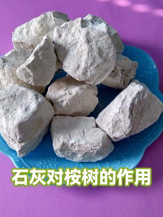石灰对桉树的作用（图1）