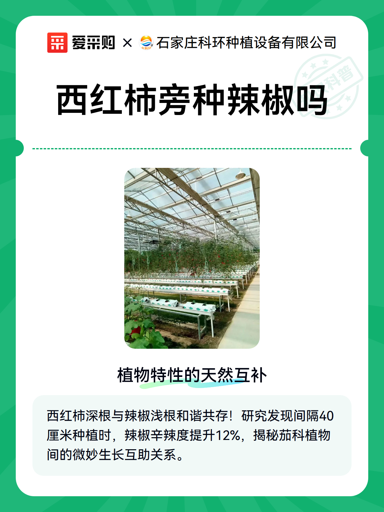 西红柿旁种辣椒吗（图2）