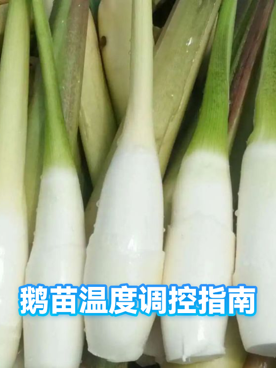 鹅苗温度调控指南（图1）