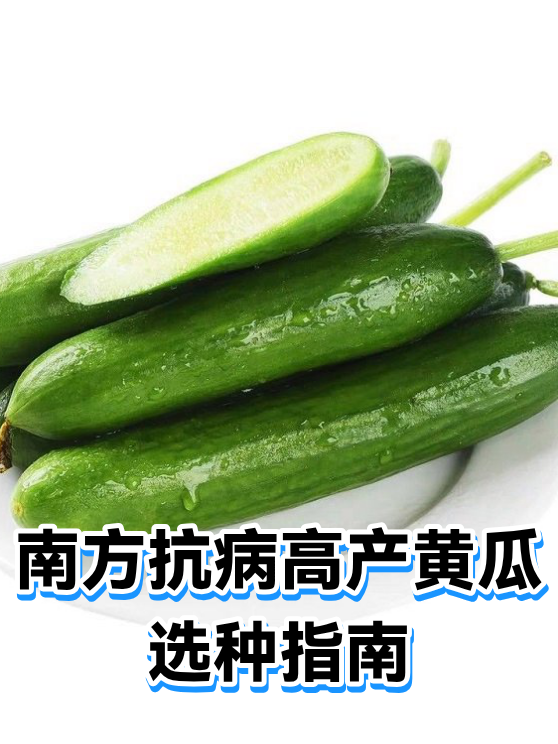 南方抗病高产黄瓜选种指南（图1）