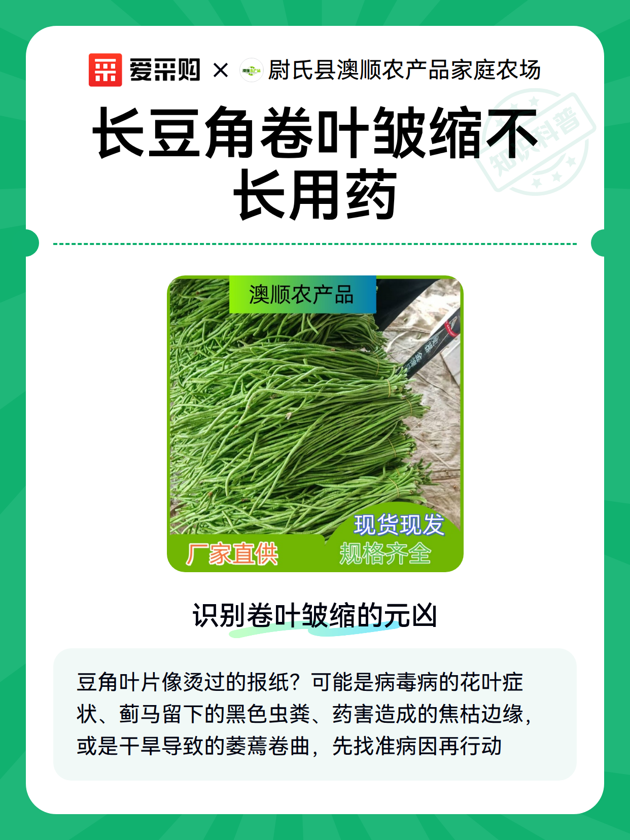 长豆角卷叶皱缩不长用药（图2）