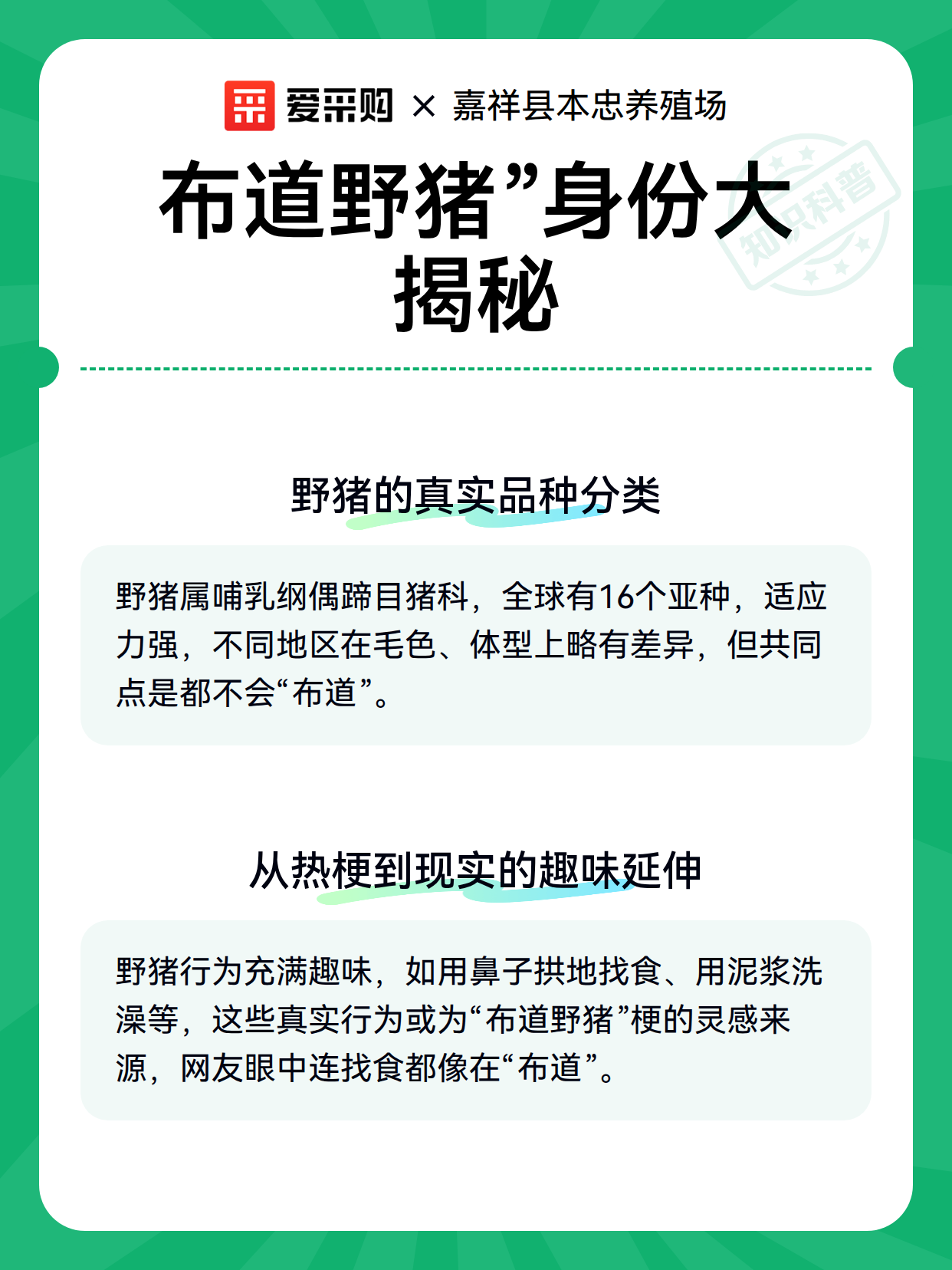 布道野猪”身份大揭秘（图2）