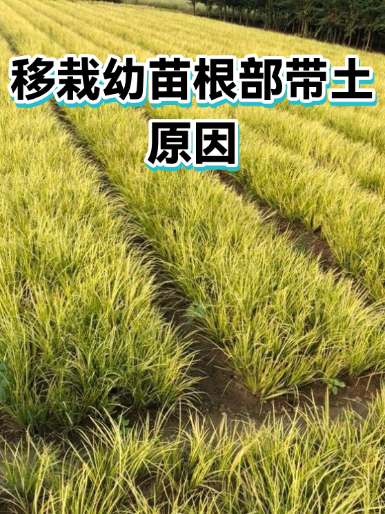 移栽幼苗根部带土原因（图1）