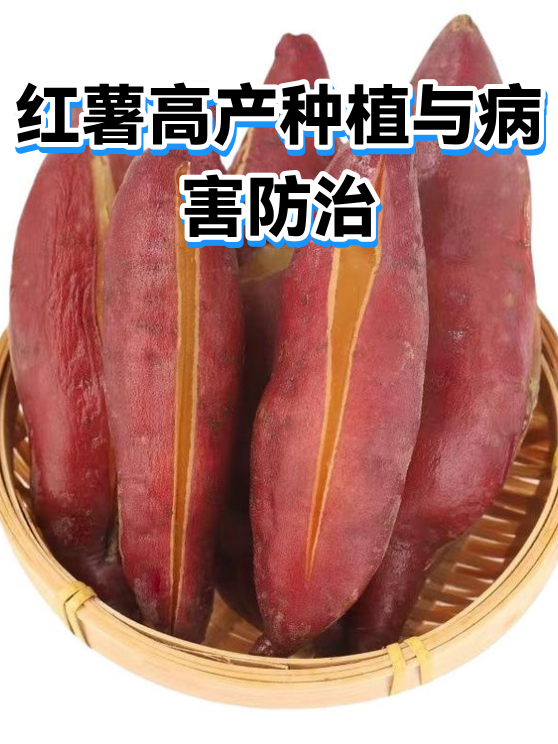 红薯高产种植与病害防治（图1）