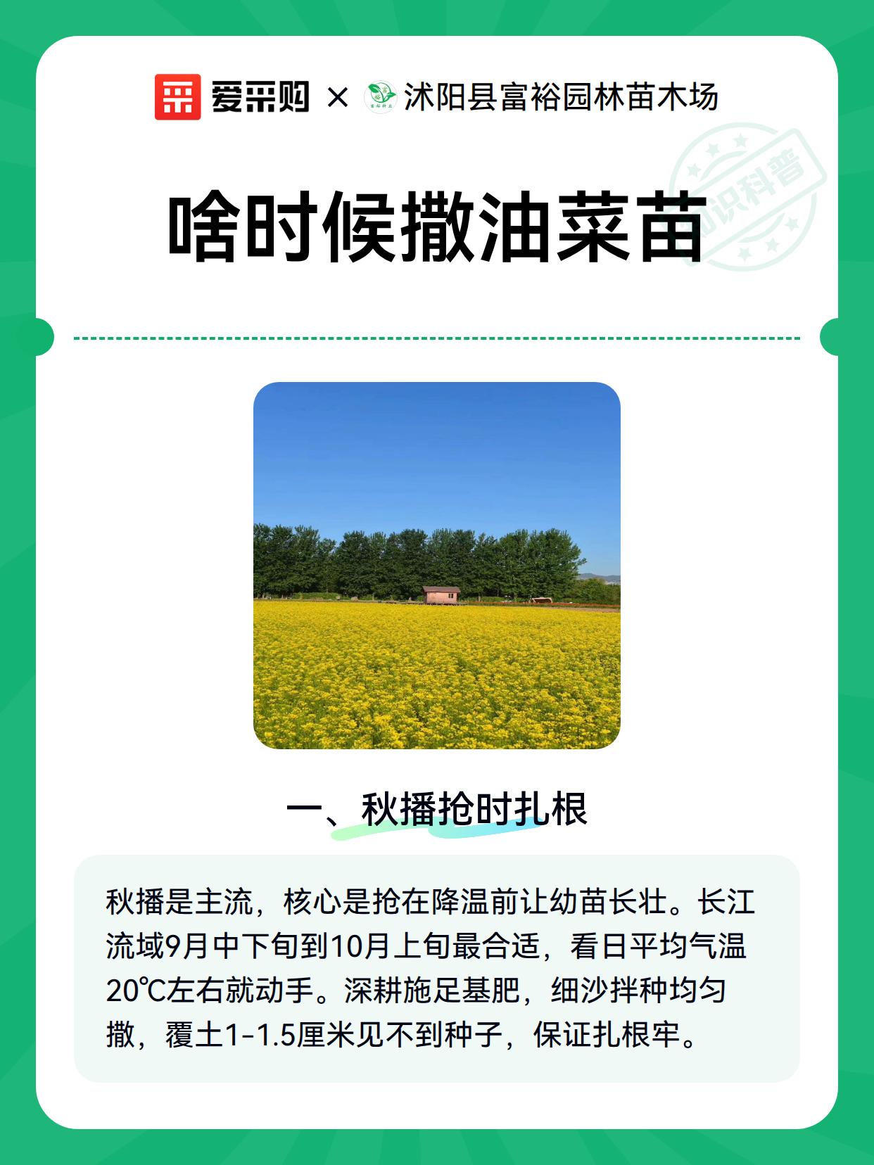 啥时候撒油菜苗（图1）