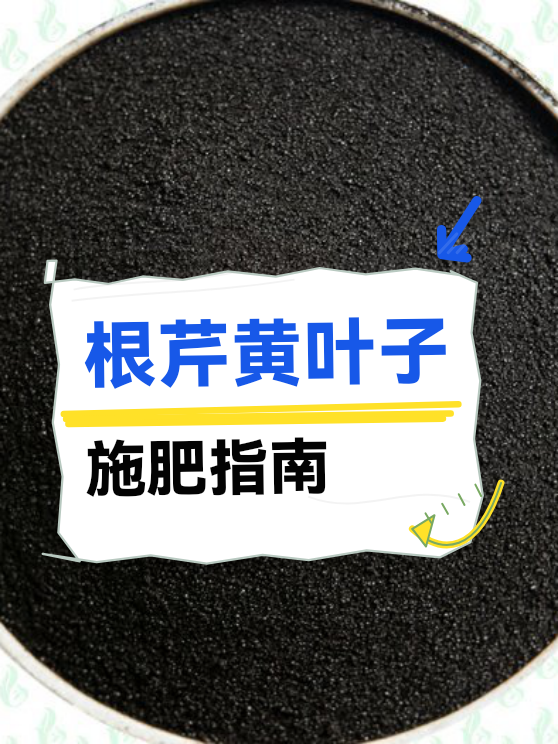 根芹黄叶子施肥指南（图1）