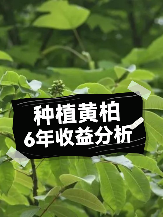种植黄柏6年收益分析（图1）