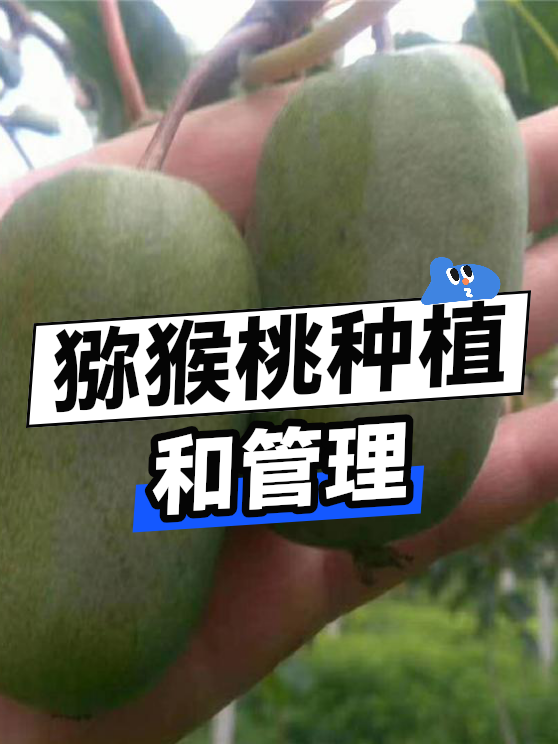 猕猴桃种植和管理（图1）